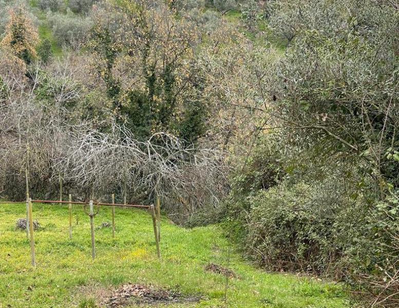 immagine annuncio 3 di 8