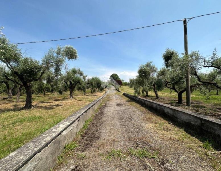 immagine annuncio 1 di 6