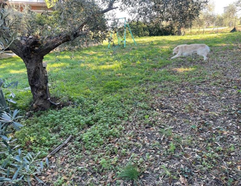 immagine annuncio 10 di 15