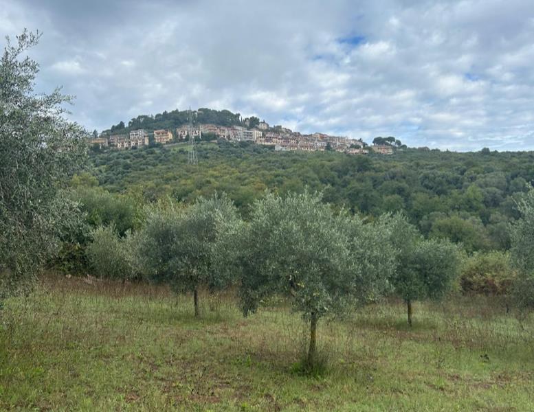 immagine annuncio 11 di 14