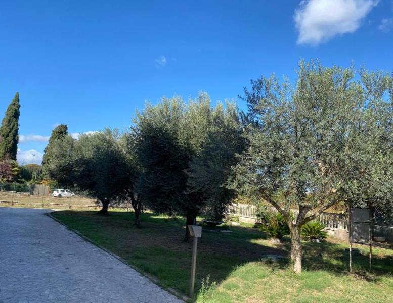 immagine annuncio 3 di 8