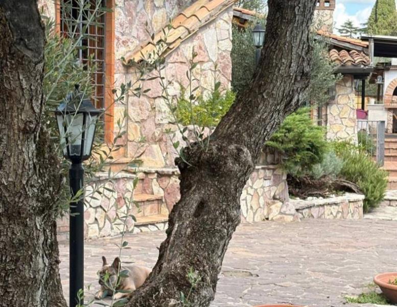 immagine annuncio 9 di 15