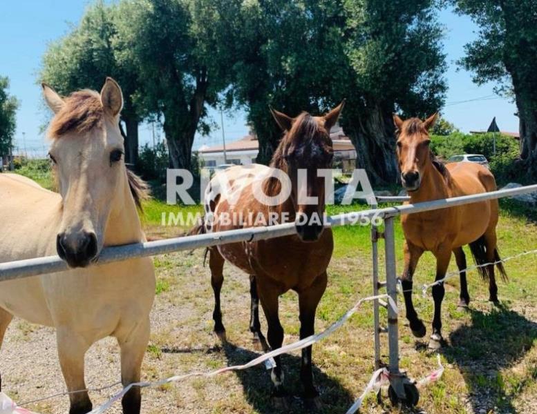 immagine annuncio 6 di 12