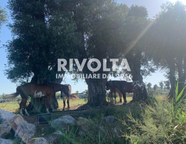 immagine annuncio 10 di 12