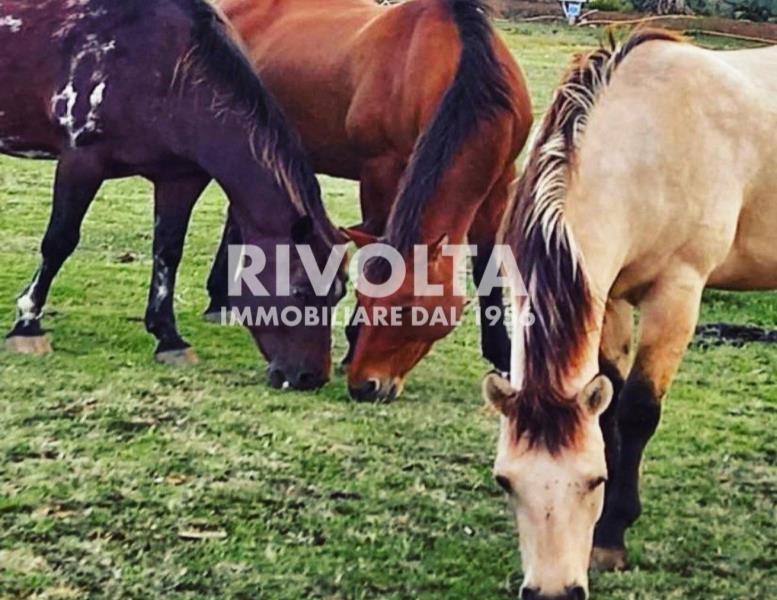 immagine annuncio 7 di 12